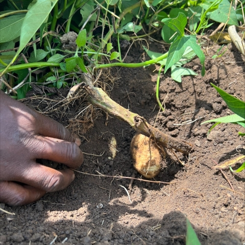 2G-project-zoete-aardappelen-a