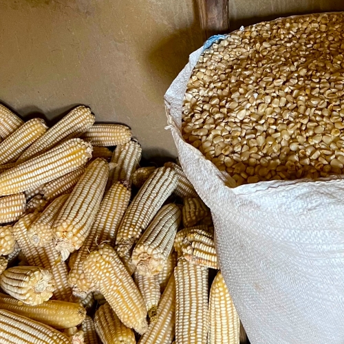 Kachica-24-afbeelding-7