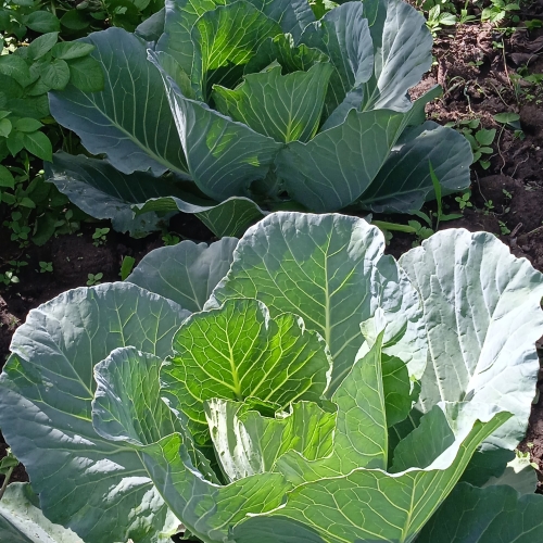 Kachica-eerste-oogst-4a