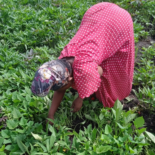 kachica-eerste-oogst-2a