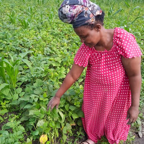 kachica-eerste-oogst3b